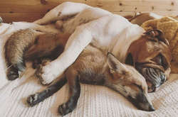 Соцсети покорила трогательная дружба лисицы и бульдога (фото)