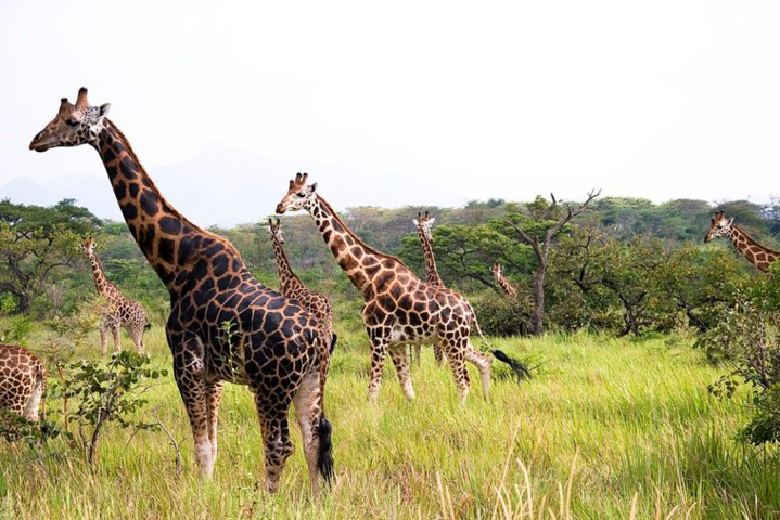 Вперше за 30 років: у Франції народилось жирафеня породи Ротшильда
