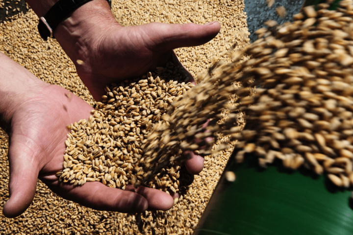 Україна експортувала 13 млн тонн зерна нового врожаю