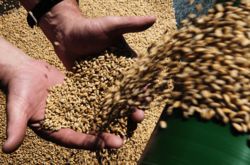 Україна експортувала 13 млн тонн зерна нового врожаю
