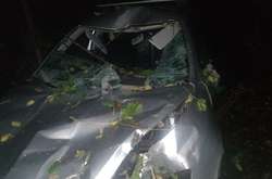 Под Винницей дерево упало на автомобиль и убило водителя