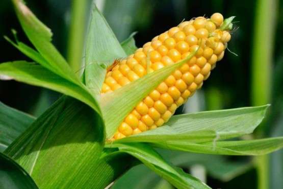 На украинскую кукурузу резко выросли экспортные цены