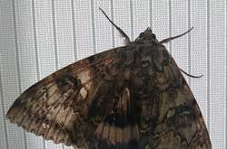 Как птица: в Чернобыле обнаружили редкий вид гигантских бабочек