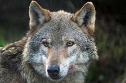 Вовки з Чернівецької області атакували місто Снятин на Івано-Франківщині