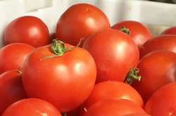 Фахівці розповіли, чому підвищуються ціни на помідори в Україні