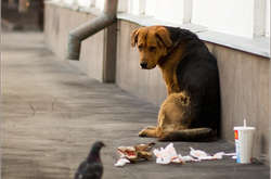 В Сумах неадекват зарезал бездомного пса на глазах у детей