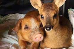 Эти милые животные стали лучшими друзьями (фото)