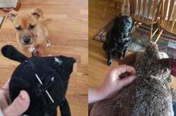 Эти животные очень переживают, пока хозяева чинят их любимые игрушки (фото)