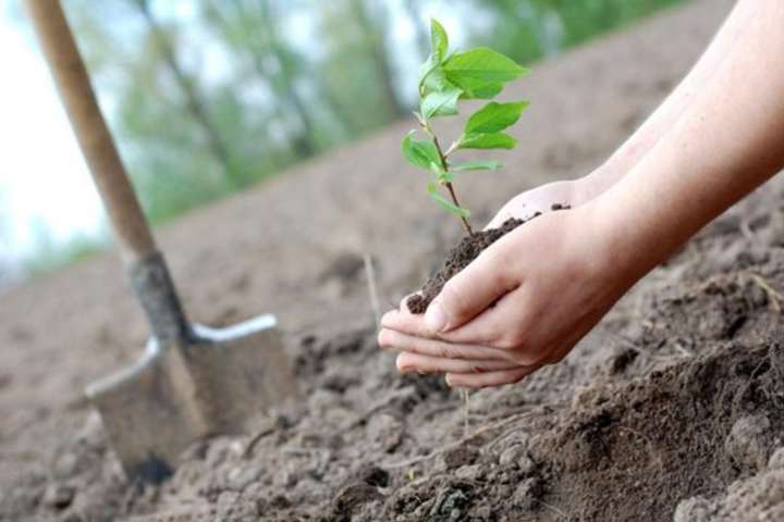 В Україні цього тижня пройде акція «мільйон дерев за 24 години»