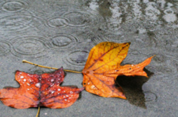 Температура повітря у Києві підніметься до 21 градуса тепла