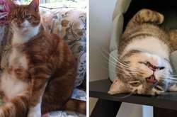 Уморительные фото кошек, которые они ни за что не выложили бы в Instagram