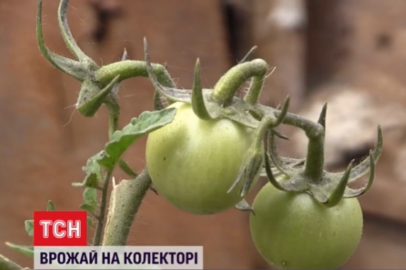Згадали через пів року: у Херсоні на розритому колекторі виросли помідори