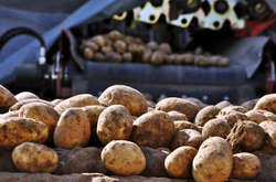 Картоплі та інших овочів цьогоріч в Україні буде менше 
