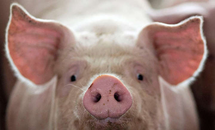 У Китаї свині захворіли на «коронавірусну діарею», яка небезпечна й для людини 