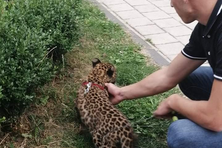 В Івано-Франківську мешканці ЖК скаржаться на місцевого леопарда