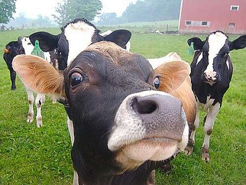 Депутатская инициатива: хочешь гнать самогон – купи корову 