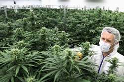 Марихуанна нужна для борьбы с депрессией – Офис президента