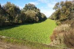 Цілий ряд озер і каналів в районі села Вишеньки буквально за останні пару місяців вкрилися суцільним зеленим килимом