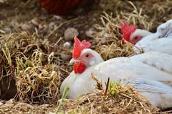 На Вінниччині планують побудувати електростанцію, яка працюватиме на курячому посліді