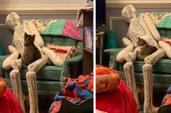 Как отреагирует кот, если с вами что-то случится: подборка курьезных фото