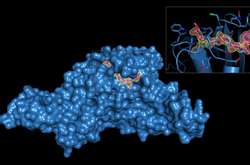 Вчені назвали нове слабке місце коронавірусу 