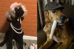 Собачий Tinder: фото питомцев, которые явно приготовились к романтическому свиданию