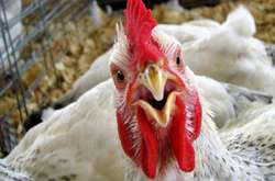 В Винницкой области планируют построить электростанцию, работающую на курином помете