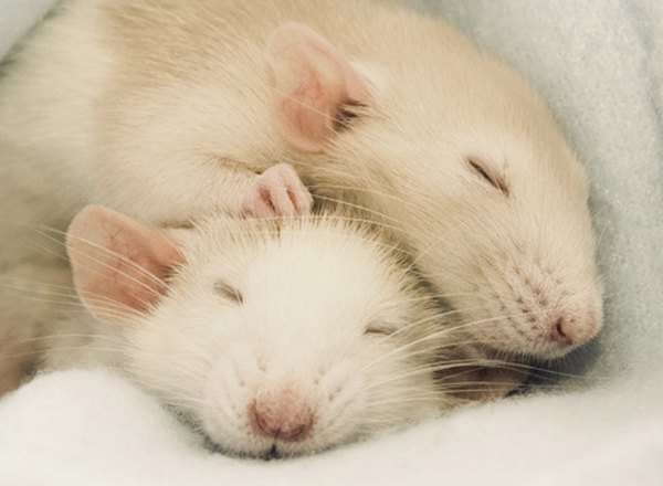 Спящих мышей случайно вылечили от диабета магнитом