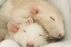 Спящих мышей случайно вылечили от диабета магнитом