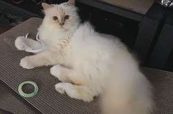 Кошка покойного дизайнера Лагерфельда выпустила совместную коллекцию с брендом мебели