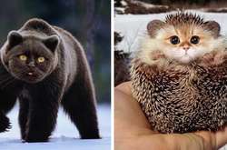 Как бы выглядели животные, будь у них кошачьи мордочки: курьезные фото