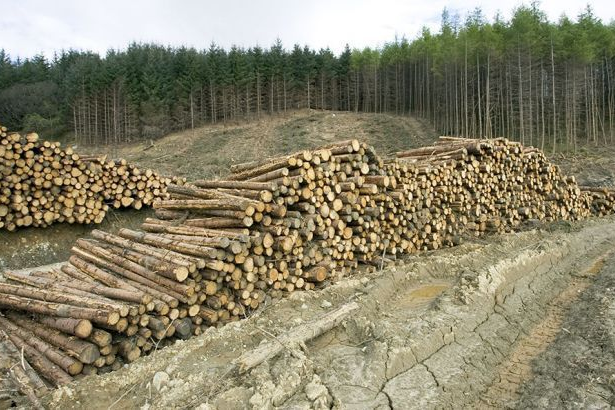 На Волині незаконно вирубали ліс на 17 млн ​​гривень