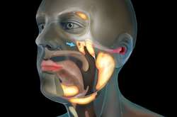 Вчені виявили в голові людини невідомий науці орган