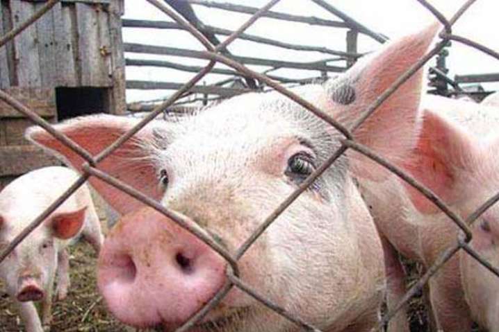 У селі на Київщині спалах африканської чуми свиней 