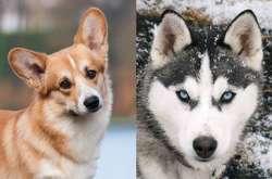 Что получится, если корги скрестить с другой породой: курьезные фото