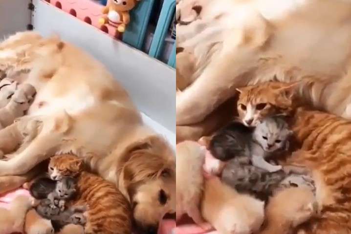 Большое кошачье-собачье семейство никого не оставит равнодушным (видео)