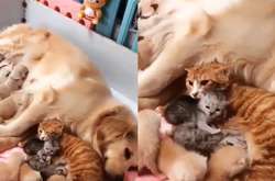Большое кошачье-собачье семейство никого не оставит равнодушным (видео)