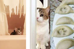 Курьезные фото котов, наглость которых перешла все границы