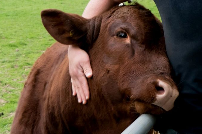 У Нідерландах з'явився новий тренд – обійми з коровами для зняття стресу