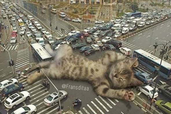 Коты-гиганты стали причиной пробок на дорогах (фото)