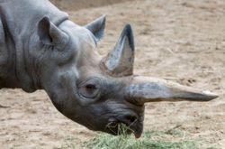 В зоопарке Берлина умер самый старый в мире черный носорог (фото)