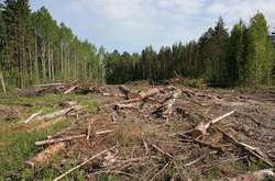 Чим небезпечна вирубка лісів в Україні (відео)