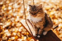 В Украине синоптики прогнозируют до конца октября погоду без морозов