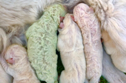 В Италии на ферме родился щенок с редкой зеленой шерстью