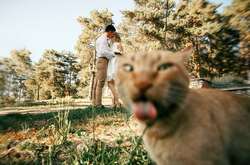 20 фото, которые стали эпичными только благодаря котикам