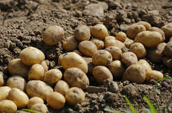 В Україні подешевшала картопля