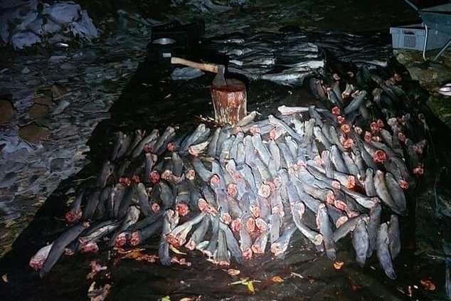 Чистили рибу вночі серед лісу: столичні патрульні виявили підозрілих осіб (фото)
