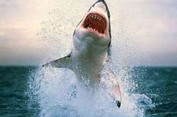 Єгипет посідає 12-е місце в світі за кількістю нападів акул на людей