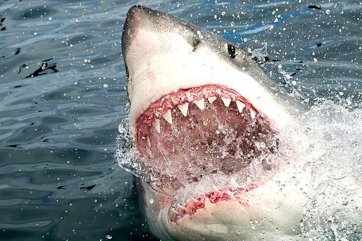 Напад акули на українських туристів: туроператор повідомив деталі