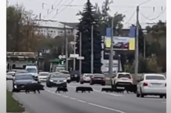 Тварини вирішили перейти дорогу за кілька метрів від пішохідного переходу